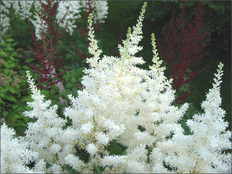 astilbe x arendsii rock and roll
